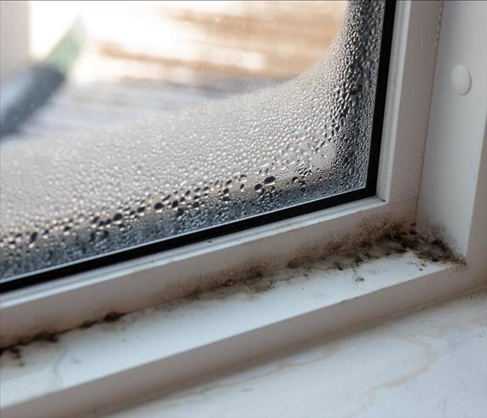 Mold is present on a damp windowsill.